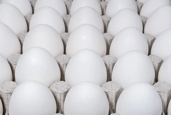 Белые Куриные Яйца Лотке — стоковое фото