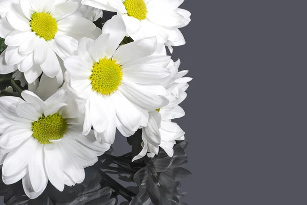 Fleurs Chrysanthème Blanc Sur Fond Gris — Photo