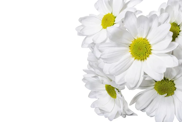 Fleurs Chrysanthème Blanc Sur Fond Blanc — Photo