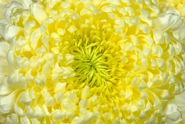 Belle fleur de chrysanthème gros plan — Photo