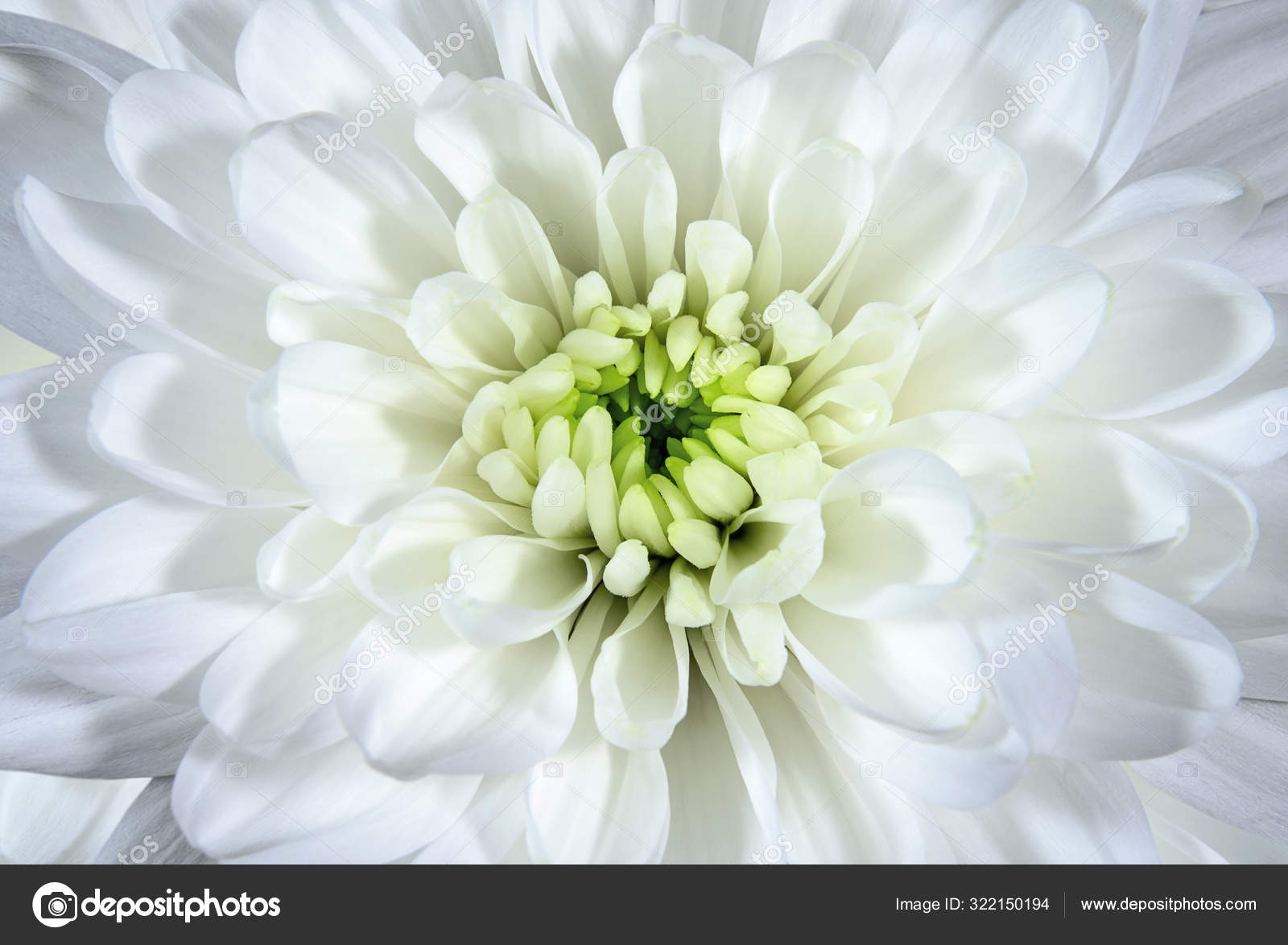 Flor de crisântemo perto fotos, imagens de © Looka #322150194