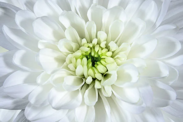 Fleur de chrysanthème gros plan — Photo