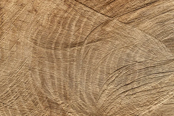 Texture of sawn trunk tree — Stok fotoğraf