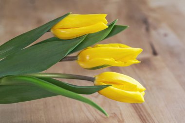 Tahtadaki sarı laleler. Yakın plan.