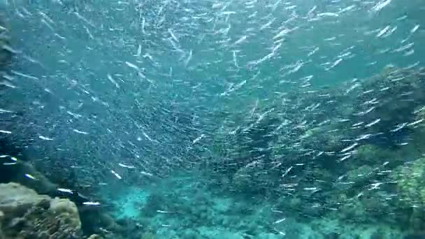 egy hatalmas hal iskola Hardyhead farról (Atherinomorus lacunosus) úszók között a zátonyok, a Vörös-tenger, Dahab, Sínai-félsziget, Egyiptom