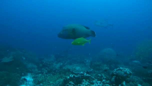 Fiatal Napoleonfish - Cheilinus undulatus, nagy - Caranx melampygus és Orangespotted Trevally - trevally Carangoides bajad úszni a kék víz, Indonézia, Ausztrália és Óceánia, Délkelet-Ázsia