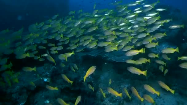 iskola, hal, Bluestripe sügér - Lutjanus kasmira úszik át coral reef, Ausztrália és Óceánia, Indonézia, Délkelet-Ázsia