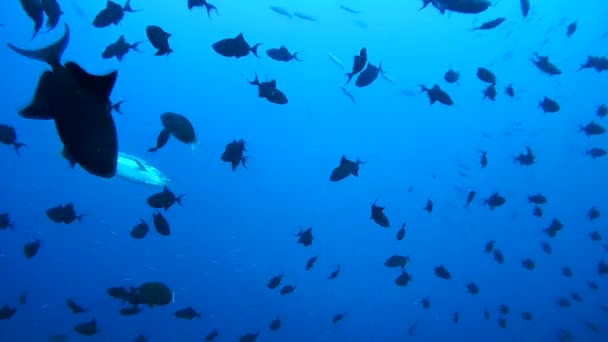 School Of Fish Red Toothed Triggerfish Odonus Niger In Blue Water Indian Ocean Maldives Video By C A Nek Mail Ru Stock Footage 148774123