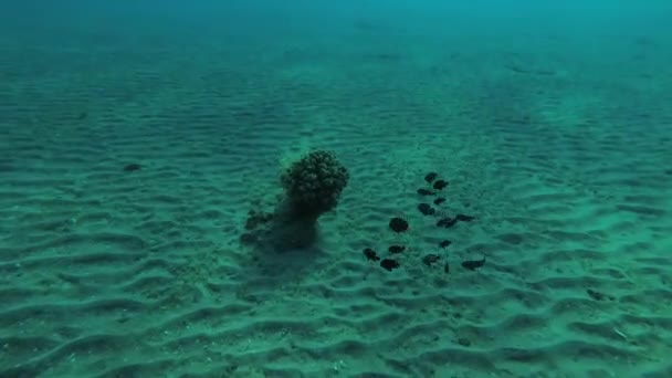 eine kleine einsame Koralle auf sandigem Boden, um die herum eine Schule junger Domino-Jungfer (dascyllus trimaculatus), rotes Meer, Marsa-Alam, abu dabab, Ägypten