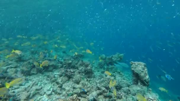 A large school of Whitebait or Blue Sprat - Spratelloides delicatulus in the blue water over coral reef, Indian Ocean, Maldives — Stock Footage A large school of Whitebait or Blue Sprat - Spratelloides delicatulus in the blue water over coral reef, Indian Ocean, Maldives Royalty Free Stock Video