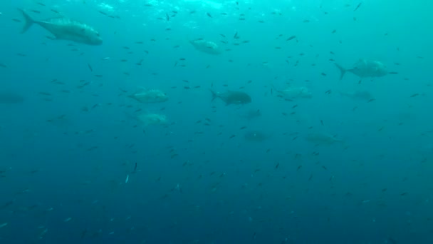 School of Giant trevally - Caranx ignobilis hant on Blue Sprat - Spratelloides delicatulus in the blue water, Indian Ocean, Maldives — Stock Footage School of Giant trevally - Caranx ignobilis hant on Blue Sprat - Spratelloides delicatulus in the blue water, Indian Ocean, Maldives Video Clip