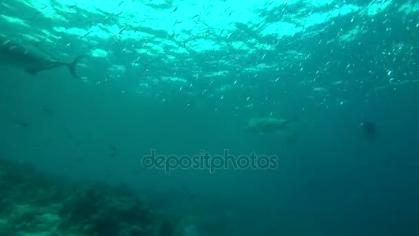 School of Giant trevally - Caranx ignobilis hant on Blue Sprat - Spratelloides delicatulus in the blue water, Indian Ocean, Maldives — Stock Footage School of Giant trevally - Caranx ignobilis hant on Blue Sprat - Spratelloides delicatulus in the blue water, Indian Ocean, Maldives Video Clip