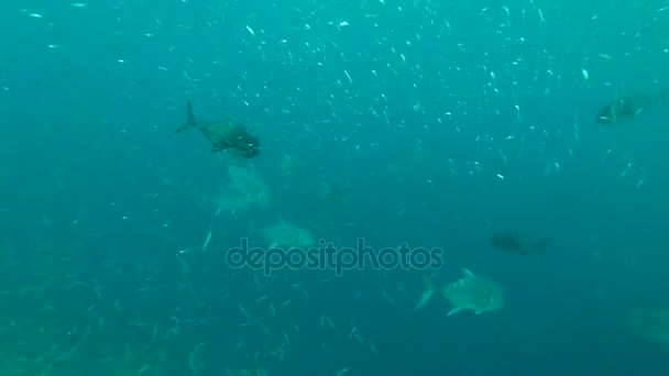 School of Giant trevally - Caranx ignobilis hant on Blue Sprat - Spratelloides delicatulus in the blue water, Indian Ocean, Maldives — Stock Footage School of Giant trevally - Caranx ignobilis hant on Blue Sprat - Spratelloides delicatulus in the blue water, Indian Ocean, Maldives Royalty Free Stock Footage