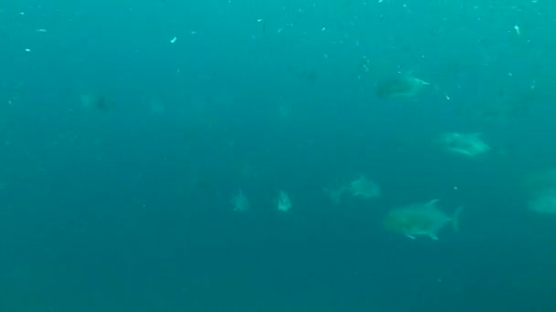 School of Giant trevally - Caranx ignobilis hant on Blue Sprat - Spratelloides delicatulus in the blue water, Indian Ocean, Maldives — Stock Footage School of Giant trevally - Caranx ignobilis hant on Blue Sprat - Spratelloides delicatulus in the blue water, Indian Ocean, Maldives Stock Video