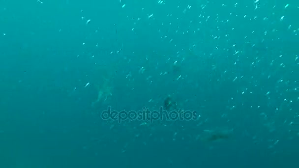School of Giant trevally - Caranx ignobilis hant on Blue Sprat - Spratelloides delicatulus in the blue water, Indian Ocean, Maldives — Stock Footage School of Giant trevally - Caranx ignobilis hant on Blue Sprat - Spratelloides delicatulus in the blue water, Indian Ocean, Maldives Stock Footage