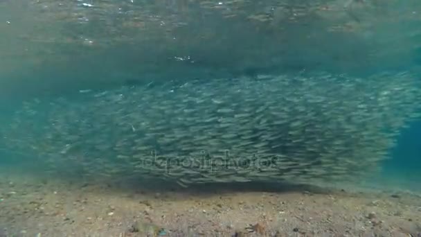 Massive school of small fish in Red sea, Dahab, Sinai Peninsula, Egypt — Stock Footage Massive school of small fish in Red sea, Dahab, Sinai Peninsula, Egypt Royalty Free Stock Footage