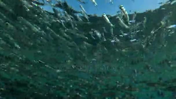The massive school of small fish (Low-angle shot) — Stock Footage The massive school of small fish (Low-angle shot) Stock Footage