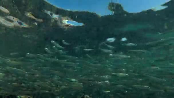 Massive school of small fish (Low-angle shot) — Stock Footage Massive school of small fish (Low-angle shot) Video Clip