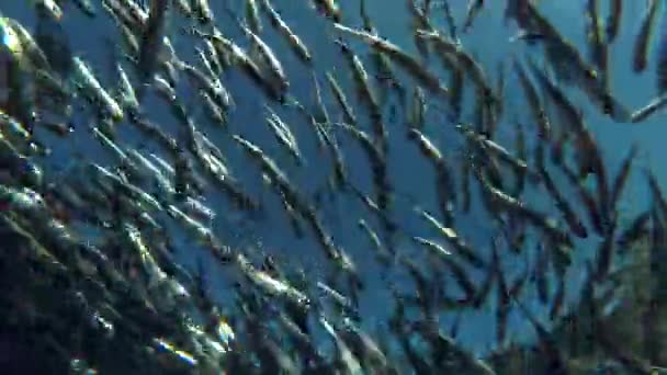 The massive school of fish (Low-angle shot) — Stock Footage The massive school of fish (Low-angle shot) Royalty Free Stock Video