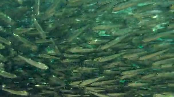 Massive school of fish in the Red sea, Dahab, Sinai Peninsula, Egypt — Stock Footage Massive school of fish in the Red sea, Dahab, Sinai Peninsula, Egypt Stock Video