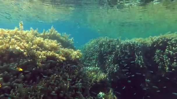 School of small fish floating in a coral canyon, Red sea, Dahab, Sinai Peninsula, Egypt — Stock Footage School of small fish floating in a coral canyon, Red sea, Dahab, Sinai Peninsula, Egypt Royalty Free Stock Footage