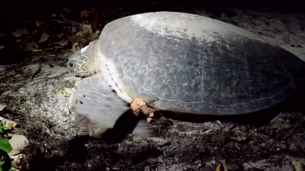Green sea turtle digs sand to lay eggs — Stock Footage Green sea turtle digs sand to lay eggs Video Clip