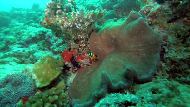 clark s anemonefish amphiprion