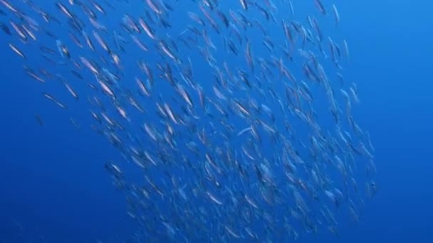 Slow motion, School of sprats swims up in the blue water background. Sprats in the blue water — Stock Footage Slow motion, School of sprats swims up in the blue water background. Sprats in the blue water Royalty Free Stock Video
