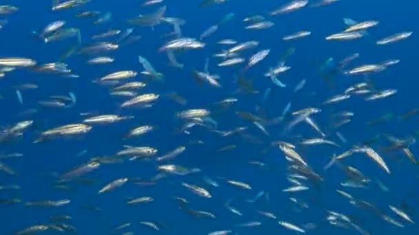Large school of sprats swim in the blue water background, sparkling in the sun lights. Sprats in the blue water — Stock Footage Large school of sprats swim in the blue water background, sparkling in the sun lights. Sprats in the blue water Stock Footage