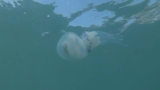 Barrel jellyfish (Rhizostoma pulmo) swim in the blue water under surface. Underwater shot, close-up — Stock Footage Barrel Jellyfish Rhizostoma Pulmo Swim Blue Water Surface Underwater Shot Stock Video
