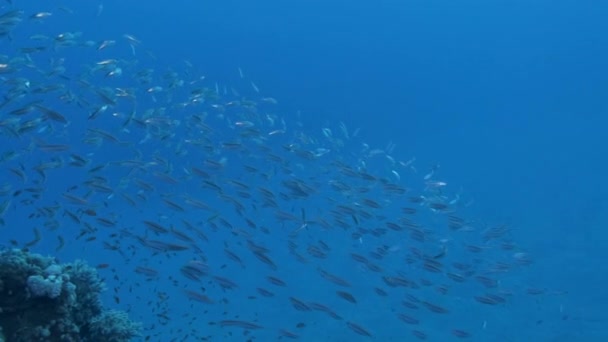 Slow motion, School of sprats swim near coral reef in the blue water background. Sprats in the blue water — Stock Footage Slow motion, School of sprats swim near coral reef in the blue water background. Sprats in the blue water Stock Footage