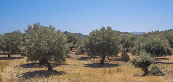 Olive plantation in sun day. Old obsolete olive trees. European olive (Olea europaea) plantation of olive trees. Rhodes, Greece