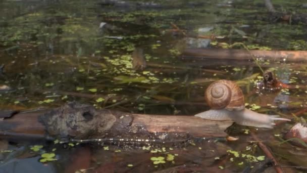 Snail eagerly drinks water from the lake dives underwater. Grape snail in the natural habitat. Close-up — Stock Footage Snail eagerly drinks water from the lake dives underwater. Grape snail in the natural habitat. Close-up Stock Footage