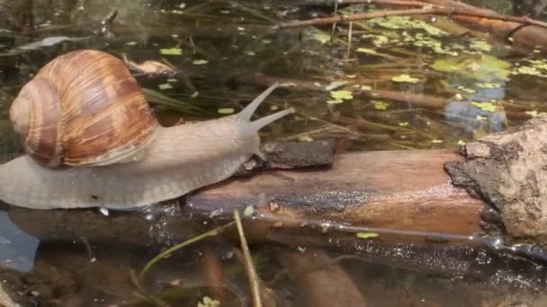 Snail crawling on a branch on a lake background. Grape snail in the natural habitat. Close-up — Stock Footage Snail crawling on a branch on a lake background. Grape snail in the natural habitat. Close-up Royalty Free Stock Video
