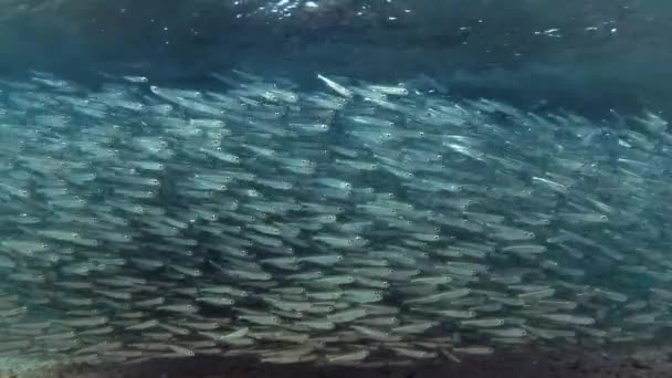 Massive school of small fish slowly swims under surface of water in shallow water — Stock Footage Massive School Small Fish Slowly Swims Surface Water Shallow Water Royalty Free Stock Footage