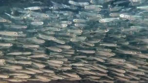 Large school of small fish swims in shallow water on blue water background in sun`s light. Close-up — Stock Footage Large School Small Fish Swims Shallow Water Blue Water Background Royalty Free Stock Video