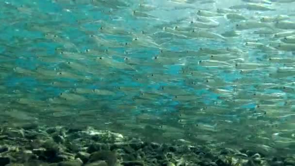 Large school of small fish swims in shallow water on blue water background in sunshine. Close-up — Stock Footage Large School Small Fish Swims Shallow Water Blue Water Background Royalty Free Stock Video
