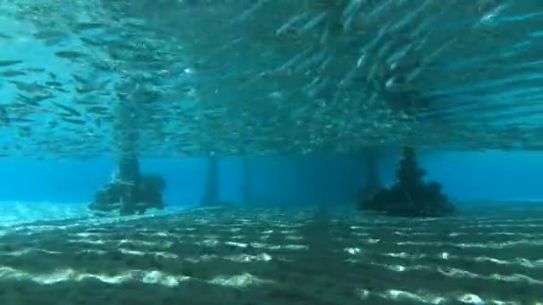 School of Orange-spotted trevally (Carangoides bajad) hunt on school of small fish under pier — Stock Footage School Orange Spotted Trevally Carangoides Bajad Hunt School Small Fish Royalty Free Stock Video