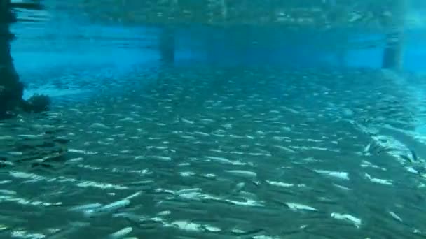 School of Orange-spotted trevally (Carangoides bajad) hunt on massive school of small fish under pier — Stock Footage School Orange Spotted Trevally Carangoides Bajad Hunt Massive School Small Video Clip