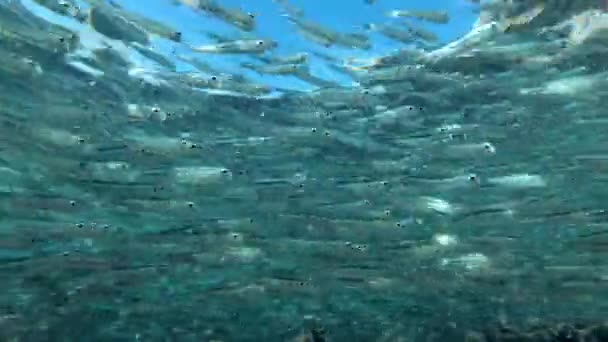 Massive school of small fish swims under surface of blue water, on blue sky background. — Stock Footage Massive School Small Fish Swims Surface Blue Water Blue Sky Stock Footage