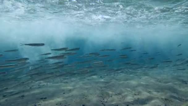 School of small fish swims in shallow water under waves with bubles — Stock Footage School Small Fish Swims Shallow Water Waves Bubles Stock Footage