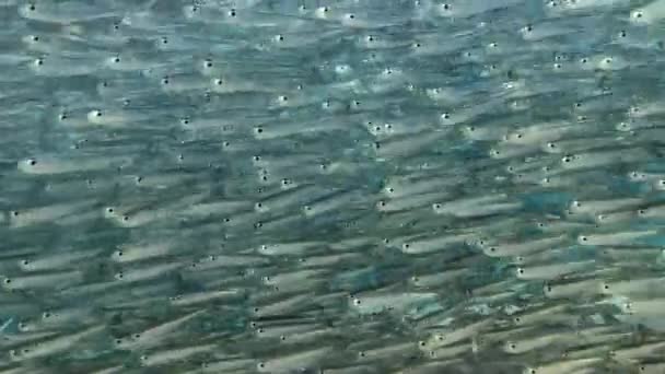 Massive school of small fish on blue water background. Closeup, underwater background — Stock Footage Massive School Small Fish Blue Water Background Closeup Underwater Background Video Clip