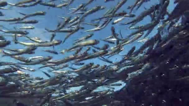Massive school of small fish swims under surface of blue water, on blue sky background. Low-angle shot — Stock Footage Massive School Small Fish Swims Surface Blue Water Blue Sky Video Clip