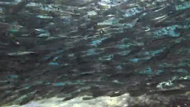Massive school of small fish swims over sandy bottom on water in sun rays — Stock Footage Massive School Small Fish Swims Sandy Bottom Water Sun Rays Stock Footage