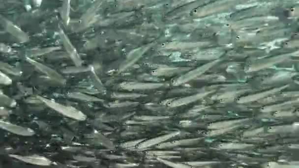 Massive school of small silver fish. Close-up, underwater background — Stock Footage Massive School Small Silver Fish Close Underwater Background Stock Video