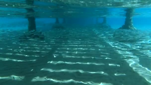 Massive school of small fish hiding under pier. — Stock Footage Massive School Small Fish Hiding Pier Royalty Free Stock Video