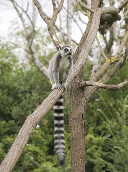 Ring-tailed lemur on tree — Stock Photo, Image