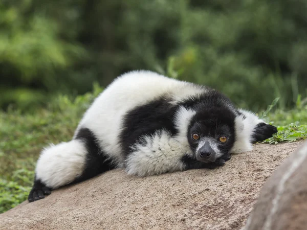 Lemure Varecia (Varecia Variegata) — Stok Foto