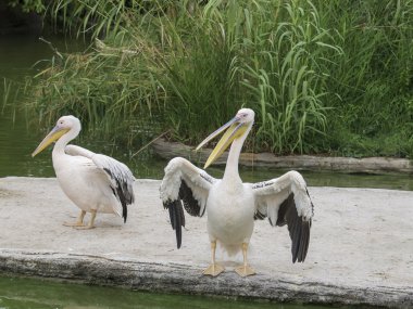 büyük Pelikan (Pelecanus onocrotalus)