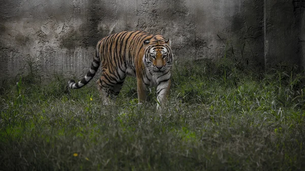 Тигр уверенно продвигается вперед — стоковое фото